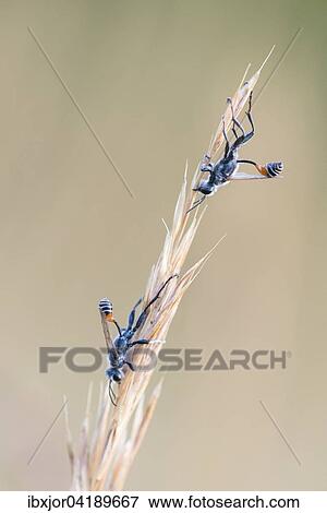 Stock Photo - Thread-waisted wasps (Ammophila) on grass. Fotosearch