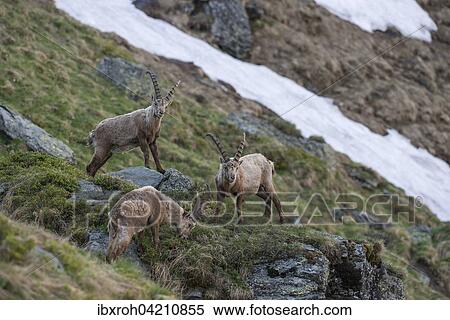 Three Alpine ibex (Capra ibex), also steinbock or bouquetin, High Tauern National Park, Carinthia, Austria, Europe View Large Photo Image Stock Photography - Three Alpine ibex (Capra ibex), also steinbock or bouquetin, High Tauern National Park, Carinthia, Austria, Europe. Fotosearch