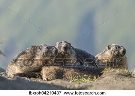 Three alpine marmots (Marmota marmota), High Tauern National Park, Carinthia, Austria, Europe View Large Photo Image Stock Photo - Three alpine marmots (Marmota marmota), High Tauern National Park, Carinthia, Austria, Europe. Fotosearch