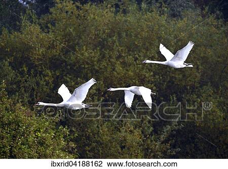 Three mute swans (Cygnus olor), in flight, Xanten, Lower Rhine, North Rhine-Westphalia, Germany, Europe View Large Photo Image Stock Image - Three mute swans (Cygnus olor), in flight, Xanten, Lower Rhine, North Rhine-Westphalia, Germany, Europe. Fotosearch