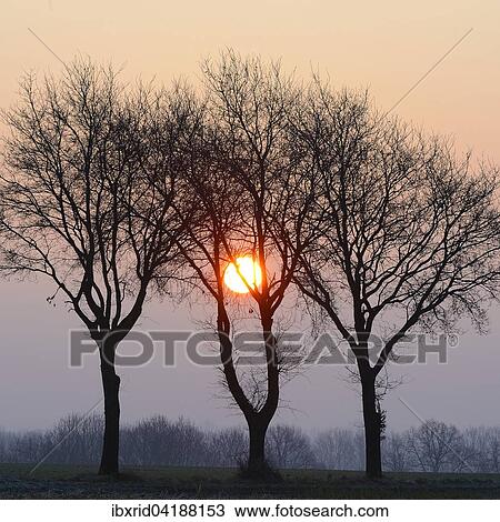 Three oak trees (Quercus robur) at sunrise, Xanten, Lower Rhine, North Rhine-Westphalia, Germany, Europe View Large Photo Image Stock Image - Three oak trees (Quercus robur) at sunrise, Xanten, Lower Rhine, North Rhine-Westphalia, Germany, Europe. Fotosearch