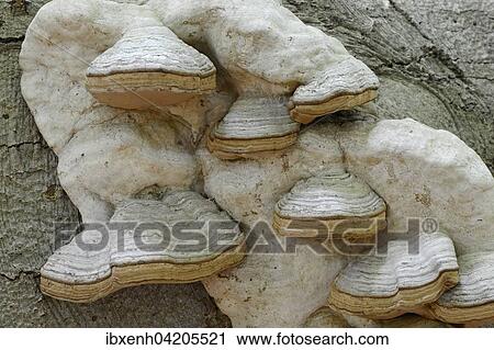 Stock Image - Tinder fungus (Fomes fomentarius), Emsland, Lower Saxony, Germany, Europe. Fotosearch