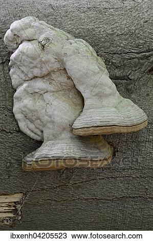 Tinder fungus (Fomes fomentarius), Emsland, Lower Saxony, Germany, Europe View Large Photo Image Stock Image - Tinder fungus (Fomes fomentarius), Emsland, Lower Saxony, Germany, Europe. Fotosearch