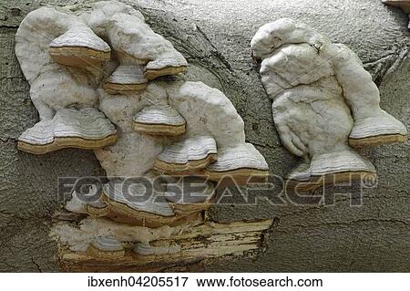 Tinder fungus (Fomes fomentarius), Emsland, Lower Saxony, Germany, Europe View Large Photo Image Stock Photo - Tinder fungus (Fomes fomentarius), Emsland, Lower Saxony, Germany, Europe. Fotosearch