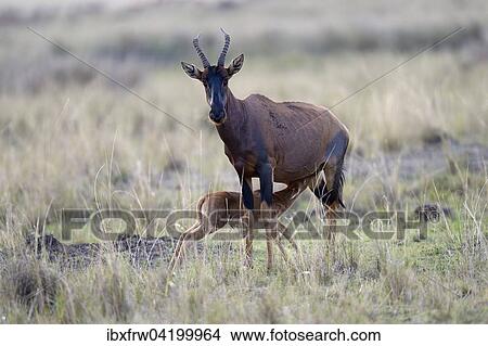 Topi (Damaliscus jimela), female suckling young, Maasai Mara National Reserve, Kenya, Africa View Large Photo Image Picture - Topi (Damaliscus jimela), female suckling young, Maasai Mara National Reserve, Kenya, Africa. Fotosearch