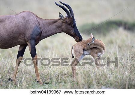 Stock Photo - Topi (Damaliscus jimela), female sniffing her young, Maasai Mara National Reserve, Kenya, Africa. Fotosearch