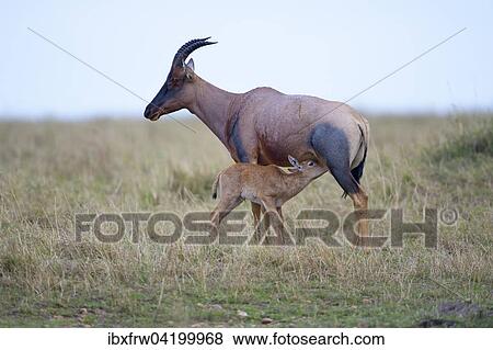 Topi (Damaliscus jimela), female suckling her young, Maasai Mara National Reserve, Kenya, Africa View Large Photo Image Stock Photo - Topi (Damaliscus jimela), female suckling her young, Maasai Mara National Reserve, Kenya, Africa. Fotosearch