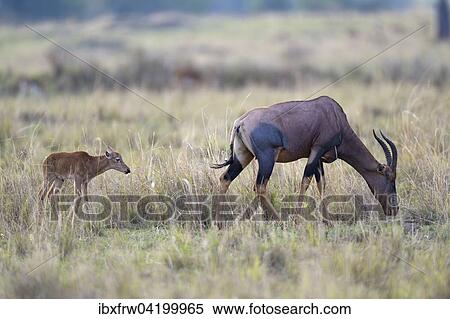 Stock Photography - Topi (Damaliscus jimela), female with young, Maasai Mara National Reserve, Kenya, Africa. Fotosearch