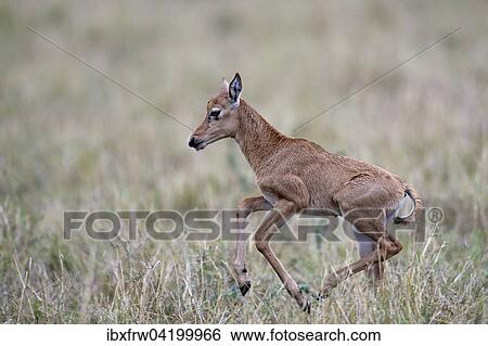 Topi (Damaliscus jimela), young running clumsily, Maasai Mara National Reserve, Kenya, Africa View Large Photo Image Stock Photograph - Topi (Damaliscus jimela), young running clumsily, Maasai Mara National Reserve, Kenya, Africa. Fotosearch