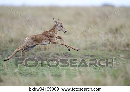Topi (Damaliscus jimela), young running, jumping, Maasai Mara National Reserve, Kenya, Africa View Large Photo Image Stock Photo - Topi (Damaliscus jimela), young running, jumping, Maasai Mara National Reserve, Kenya, Africa. Fotosearch
