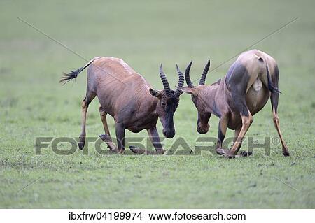 Picture - Topis (Damaliscus jimela), fighting males, kneeling, Maasai Mara National Reserve, Kenya, Africa. Fotosearch
