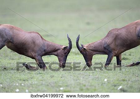 Topis (Damaliscus jimela), fighting males, kneeling, Maasai Mara National Reserve, Kenya, Africa View Large Photo Image Stock Image - Topis (Damaliscus jimela), fighting males, kneeling, Maasai Mara National Reserve, Kenya, Africa. Fotosearch