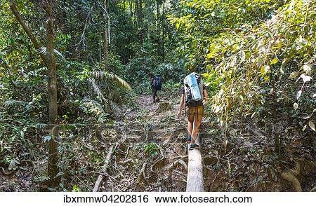 Stock Photograph - Tourist, hiker, young woman balancing on a tree trunk in the jungle, Kuala Tahan, Taman Negara, Malaysia, Asia. Fotosearch