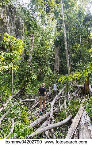 Tourist, hiker, young woman walking through branches in the jungle, Kuala Tahan, Taman Negara, Malaysia, Asia View Large Photo Image Stock Image - Tourist, hiker, young woman walking through branches in the jungle, Kuala Tahan, Taman Negara, Malaysia, Asia. Fotosearch