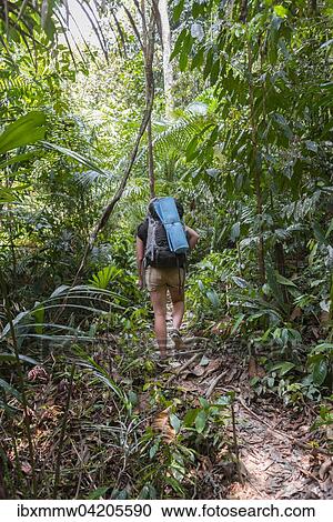 Stock Image - Tourist, hiker, young woman walking along a trail in the jungle, Kuala Tahan, Taman Negara, Malaysia, Asia. Fotosearch