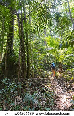 Stock Photo - Tourist, hiker, young woman walking along a trail in the jungle, Kuala Tahan, Taman Negara, Malaysia, Asia. Fotosearch