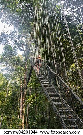 Tourist, woman on suspension bridge in jungle, Kuala Tahan, Taman Negara National Park, Malaysia, Asia View Large Photo Image Picture - Tourist, woman on suspension bridge in jungle, Kuala Tahan, Taman Negara National Park, Malaysia, Asia. Fotosearch