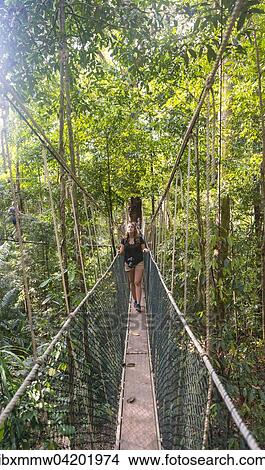 Tourist, woman on suspension bridge in jungle, Kuala Tahan, Taman Negara National Park, Malaysia, Asia View Large Photo Image Picture - Tourist, woman on suspension bridge in jungle, Kuala Tahan, Taman Negara National Park, Malaysia, Asia. Fotosearch