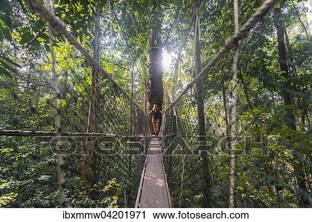 Tourist, woman on suspension bridge in jungle, Kuala Tahan, Taman Negara National Park, Malaysia, Asia View Large Photo Image Stock Image - Tourist, woman on suspension bridge in jungle, Kuala Tahan, Taman Negara National Park, Malaysia, Asia. Fotosearch