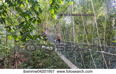 Stock Photo - Tourist, woman on suspension bridge in jungle, Kuala Tahan, Taman Negara National Park, Malaysia, Asia. Fotosearch