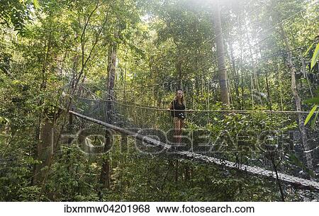 Stock Photo - Tourist, woman on suspension bridge in jungle, Kuala Tahan, Taman Negara National Park, Malaysia, Asia. Fotosearch