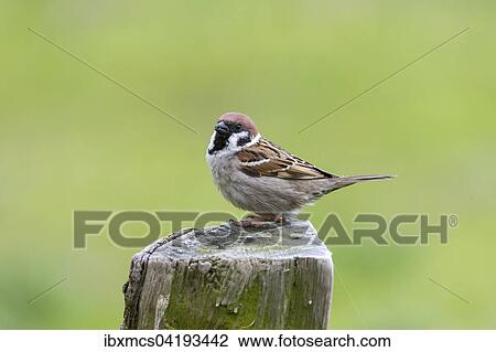 Tree Sparrow (Passer montanus) perched on wooden post, North Hesse, Hesse, Germany, Europe View Large Photo Image Stock Image - Tree Sparrow (Passer montanus) perched on wooden post, North Hesse, Hesse, Germany, Europe. Fotosearch