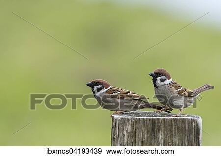 Tree Sparrows (Passer montanus) perched on wooden post, North Hesse, Hesse, Germany, Europe View Large Photo Image Stock Photo - Tree Sparrows (Passer montanus) perched on wooden post, North Hesse, Hesse, Germany, Europe. Fotosearch