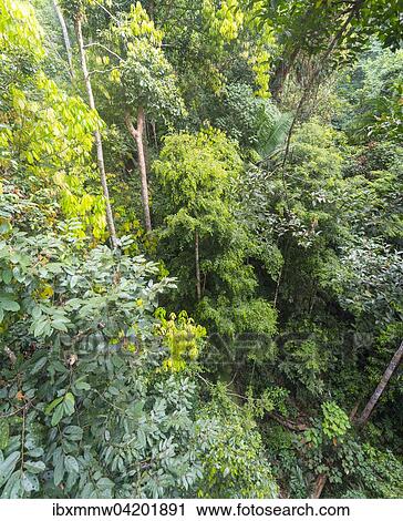 Stock Image - Treetops, jungle, Kuala Tahan, Taman Negara National Park, Malaysia, Asia. Fotosearch
