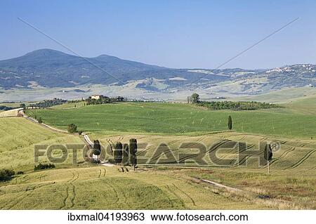 Tuscan landscape with cypress trees, in Pienza, Val d'Orcia, Tuscany, Province of Siena, Italy, Europe View Large Photo Image Stock Image - Tuscan landscape with cypress trees, in Pienza, Val d'Orcia, Tuscany, Province of Siena, Italy, Europe. Fotosearch