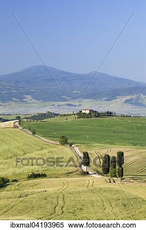 Tuscan landscape with cypress trees, in Pienza, Val d'Orcia, Tuscany, Province of Siena, Italy, Europe View Large Photo Image Stock Photography - Tuscan landscape with cypress trees, in Pienza, Val d'Orcia, Tuscany, Province of Siena, Italy, Europe. Fotosearch