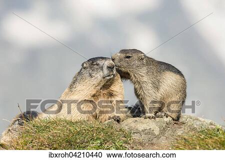 Two alpine marmots (Marmota marmota), mother with pup, High Tauern National Park, Carinthia, Austria, Europe View Large Photo Image Stock Image - Two alpine marmots (Marmota marmota), mother with pup, High Tauern National Park, Carinthia, Austria, Europe. Fotosearch