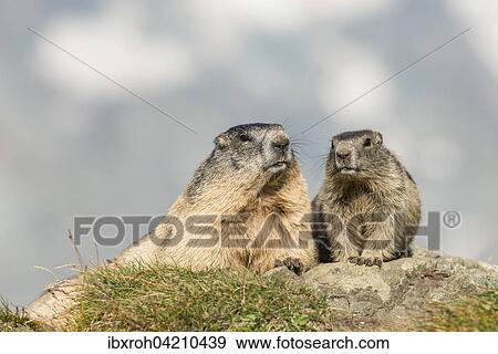 Two alpine marmots (Marmota marmota), mother with pup, High Tauern National Park, Carinthia, Austria, Europe View Large Photo Image Stock Photo - Two alpine marmots (Marmota marmota), mother with pup, High Tauern National Park, Carinthia, Austria, Europe. Fotosearch
