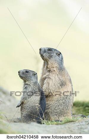 Two alpine marmots (Marmota marmota), High Tauern National Park, Carinthia, Austria, Europe View Large Photo Image Stock Photo - Two alpine marmots (Marmota marmota), High Tauern National Park, Carinthia, Austria, Europe. Fotosearch
