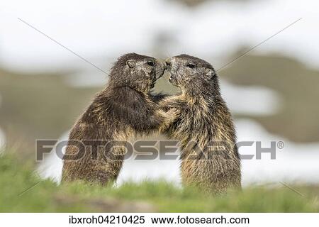 Two alpine marmots (Marmota marmota) fighting, High Tauern National Park, Carinthia, Austria, Europe View Large Photo Image Stock Photography - Two alpine marmots (Marmota marmota) fighting, High Tauern National Park, Carinthia, Austria, Europe. Fotosearch