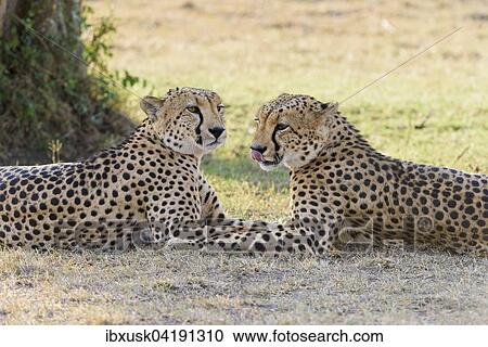 Stock Image - Two cheetahs (Acinonyx jubatus) lying in the shade, Maasai Mara National Reserve, Narok County, Kenya, Africa. Fotosearch