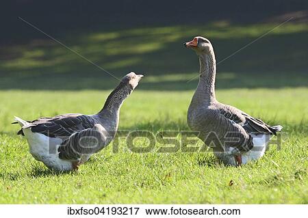 Two fat Domestic Geese (Anser spec. ) standing in a meadow, Thuringia, Germany, Europe View Large Photo Image Stock Photo - Two fat Domestic Geese (Anser spec. ) standing in a meadow, Thuringia, Germany, Europe. Fotosearch