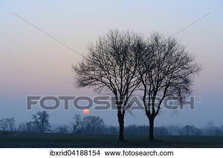 Two oak trees (Quercus robur) at sunrise, Xanten, Lower Rhine, North Rhine-Westphalia, Germany, Europe View Large Photo Image Picture - Two oak trees (Quercus robur) at sunrise, Xanten, Lower Rhine, North Rhine-Westphalia, Germany, Europe. Fotosearch
