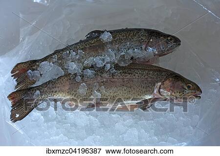 Stock Photo - Two Rainbow Trouts (Oncorhynchus mykiss) on ice. Fotosearch