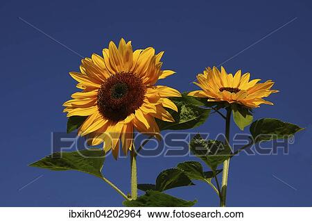 Two sunflowers (Helianthus annuus), sunflower field, Schleswig-Holstein, Germany, Europe View Large Photo Image Picture - Two sunflowers (Helianthus annuus), sunflower field, Schleswig-Holstein, Germany, Europe. Fotosearch