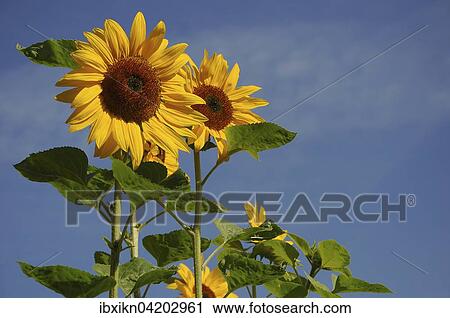 Stock Image - Two sunflowers (Helianthus annuus), Schleswig-Holstein, Germany, Europe. Fotosearch