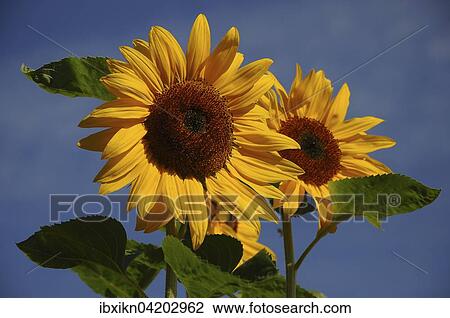 Two sunflowers (Helianthus annuus), Schleswig-Holstein, Germany, Europe View Large Photo Image Stock Image - Two sunflowers (Helianthus annuus), Schleswig-Holstein, Germany, Europe. Fotosearch