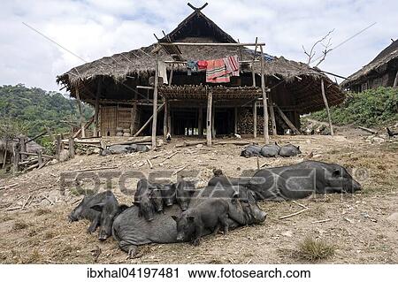 Typical longhouse of the Loi, mountain village Wan Sen, pigs in front, near Kyaing Tong, Golden Triangle, Myanmar, Asia View Large Photo Image Stock Image - Typical longhouse of the Loi, mountain village Wan Sen, pigs in front, near Kyaing Tong, Golden Triangle, Myanmar, Asia. Fotosearch