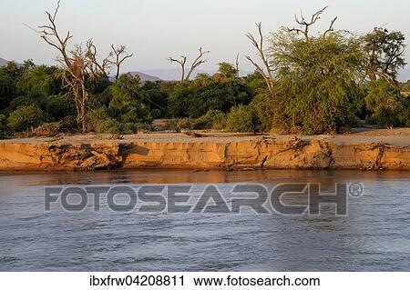 Uaso Nyiro river, river bank in the evening light, Samburu National Reserve, Kenya, Africa View Large Photo Image Stock Image - Uaso Nyiro river, river bank in the evening light, Samburu National Reserve, Kenya, Africa. Fotosearch