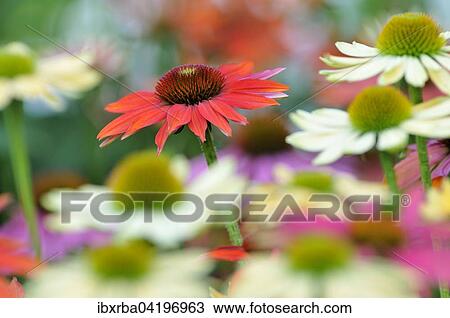 Various coneflowers (Echinacea sp. ), hybrid, variety Hot Summer and White Coneflowers, North Rhine-Westphalia, Germany, Europe View Large Photo Image Stock Image - Various coneflowers (Echinacea sp. ), hybrid, variety Hot Summer and White Coneflowers, North Rhine-Westphalia, Germany, Europe. Fotosearch