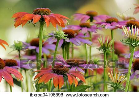 Various coneflowers, hybrid, variety Hot Summer (Echinacea sp. ) and Purple Coneflowers (Echinacea purpurea), North Rhine-Westphalia, Germany, Europe View Large Photo Image Stock Photo - Various coneflowers, hybrid, variety Hot Summer (Echinacea sp. ) and Purple Coneflowers (Echinacea purpurea), North Rhine-Westphalia, Germany, Europe. Fotosearch
