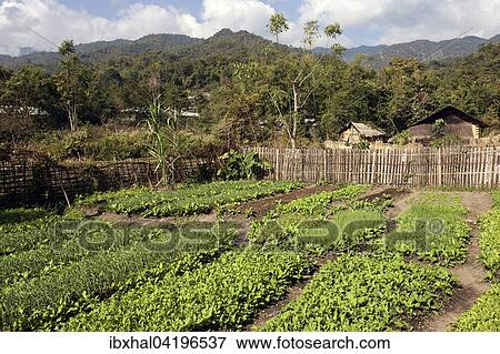 Vegetables, vegetable garden, Pin Tauk, Shan State Golden Triangle, Myanmar, Asia View Large Photo Image Stock Photo - Vegetables, vegetable garden, Pin Tauk, Shan State Golden Triangle, Myanmar, Asia. Fotosearch