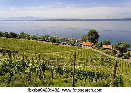 View from Lerchenberg in Meersburg to Lake Constance, Baden-Wuerttemberg, Germany, Europe View Large Photo Image Stock Image - View from Lerchenberg in Meersburg to Lake Constance, Baden-Wuerttemberg, Germany, Europe. Fotosearch