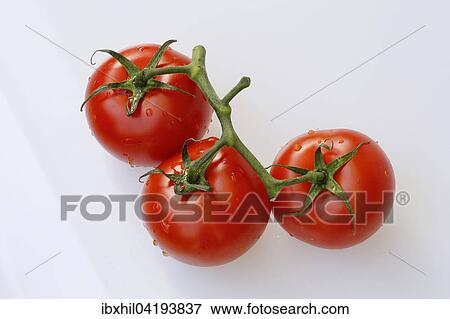 Stock Photo - Vine tomatoes. Fotosearch