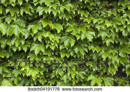 Vines on brick wall, Granby, Eastern Townships, Quebec, Canada, North America View Large Photo Image Stock Photo - Vines on brick wall, Granby, Eastern Townships, Quebec, Canada, North America. Fotosearch
