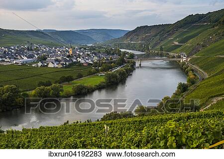 Vineyards around the Moselle, Trittenheim, Moselle valley, Rhineland-Palatinate, Germany, Europe View Large Photo Image Stock Image - Vineyards around the Moselle, Trittenheim, Moselle valley, Rhineland-Palatinate, Germany, Europe. Fotosearch